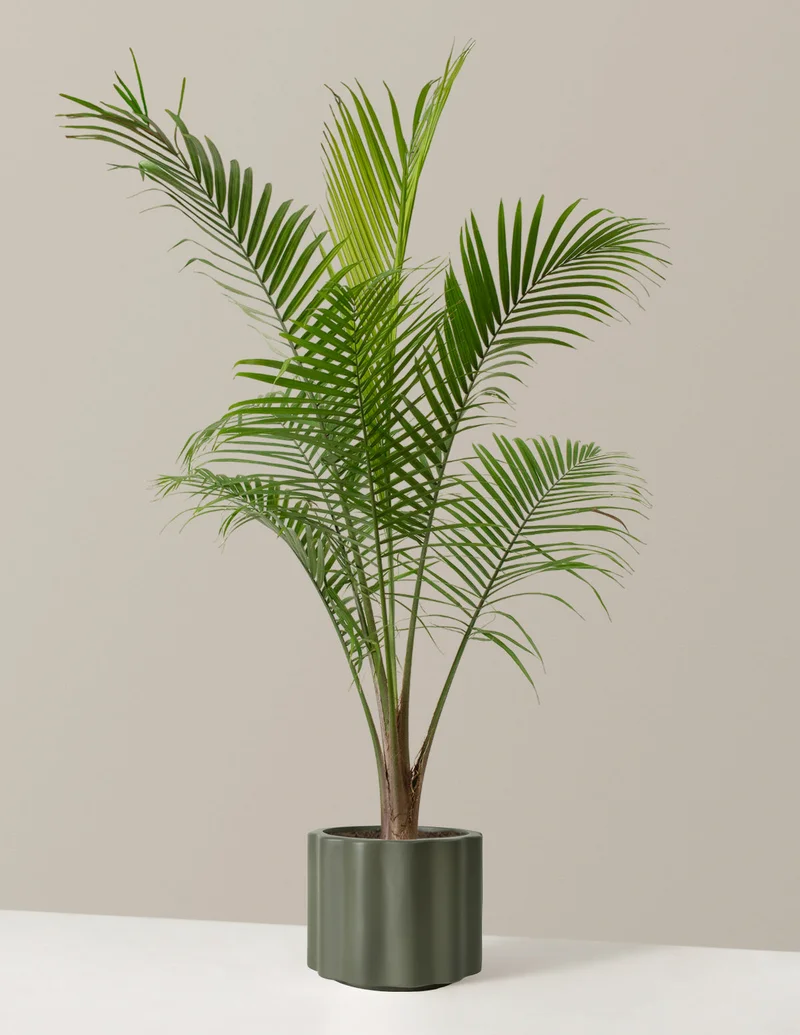 Image of Large Majesty Palm