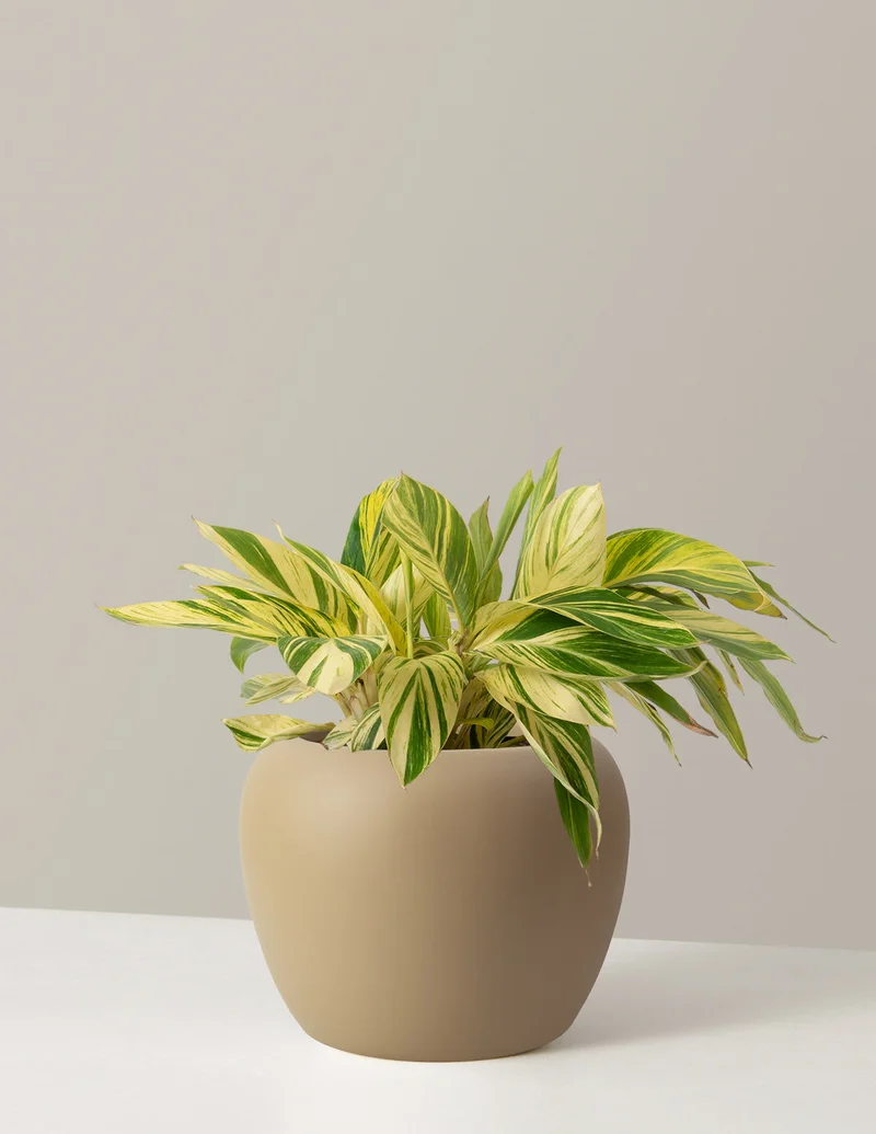 Image of Large Variegated Ginger