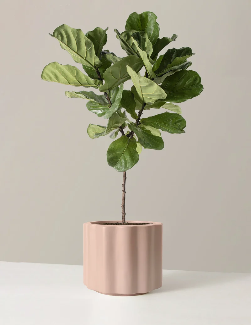 Image of Large Fiddle Leaf Fig