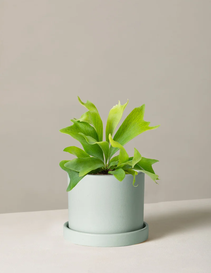 Image of Staghorn Fern
