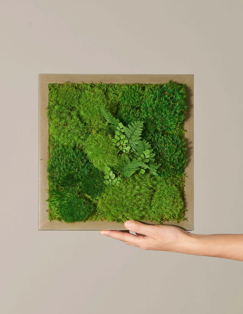 Image of Preserved Living Wall