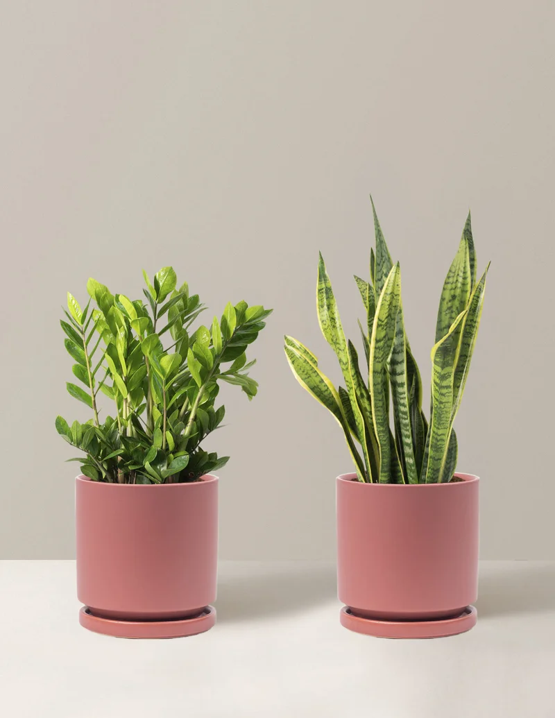 Image of Low-Light Duo