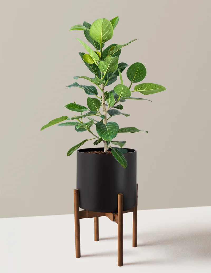 Image of Ficus Audrey Bush