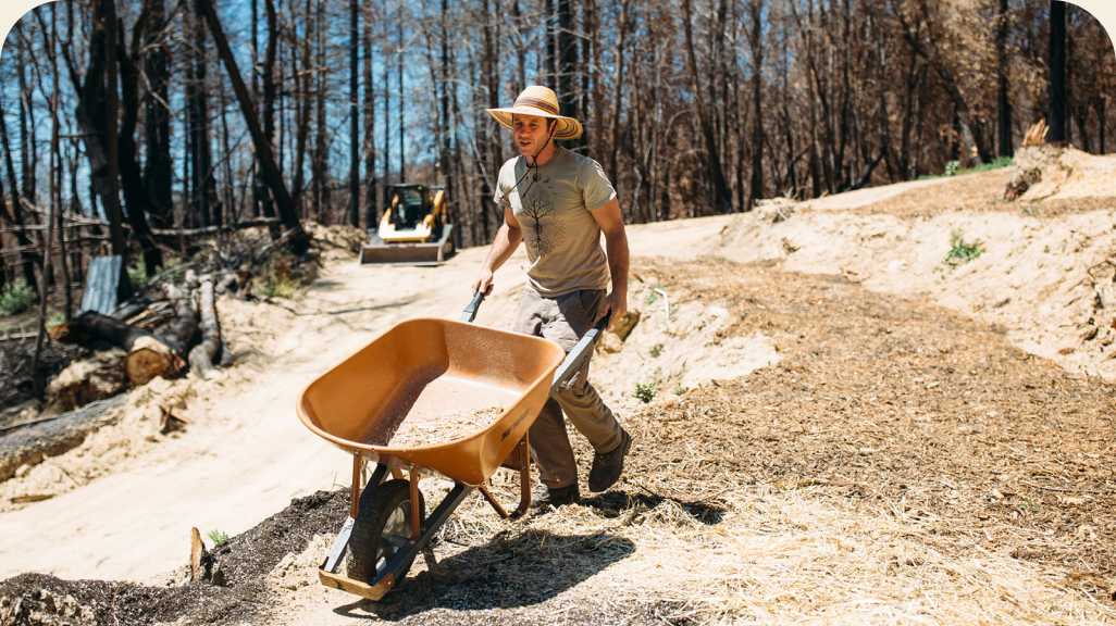 A person pushes a wheelbarrow in a burned forest