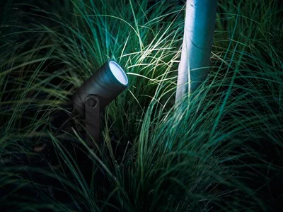 Lily spotlight