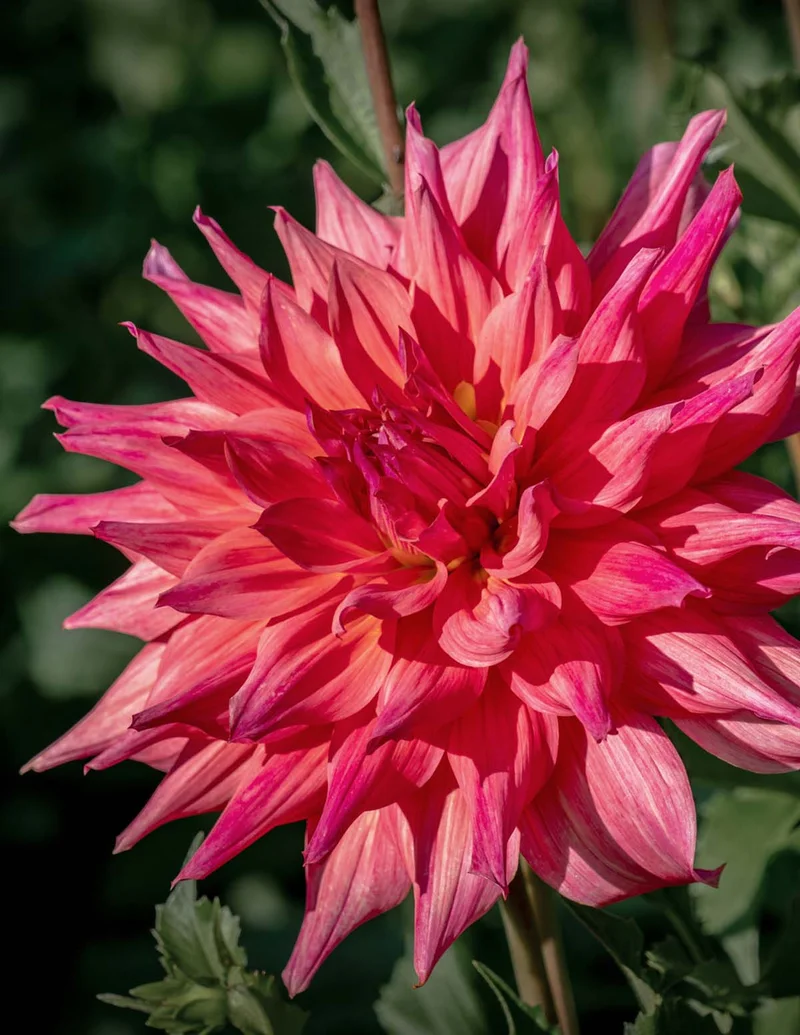 Image of Belle of Barmera Dahlias