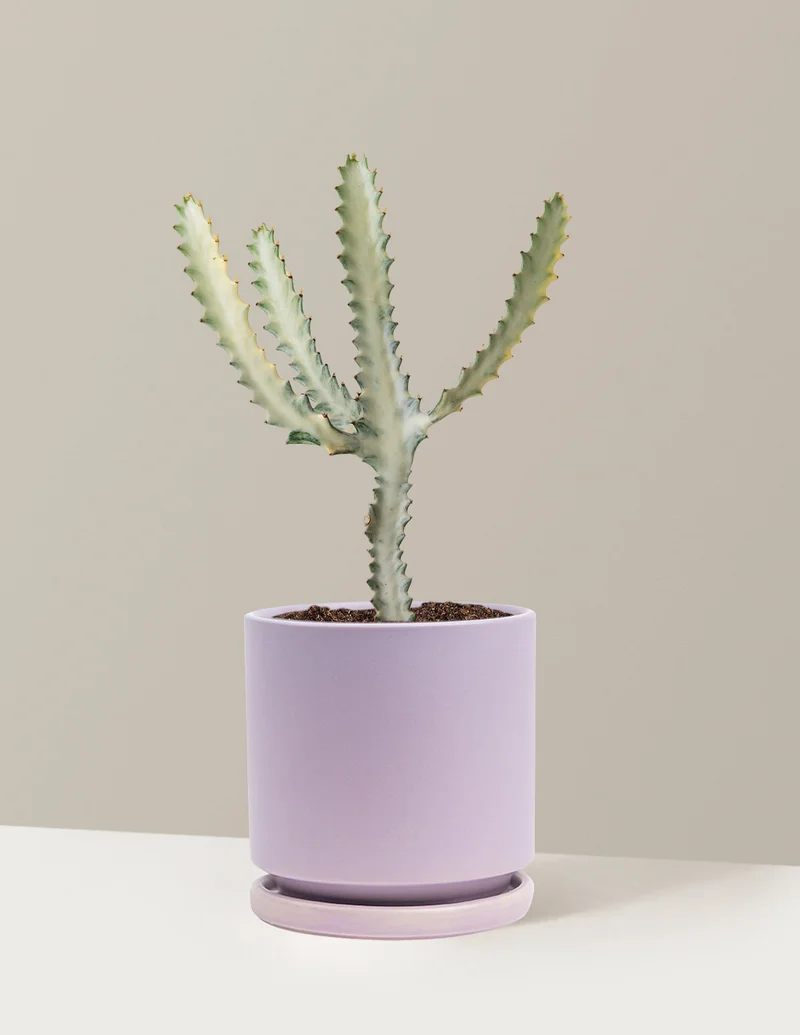 Image of Euphorbia White Ghost
