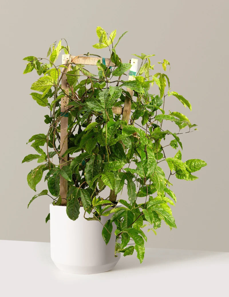 Image of Passion Fruit
