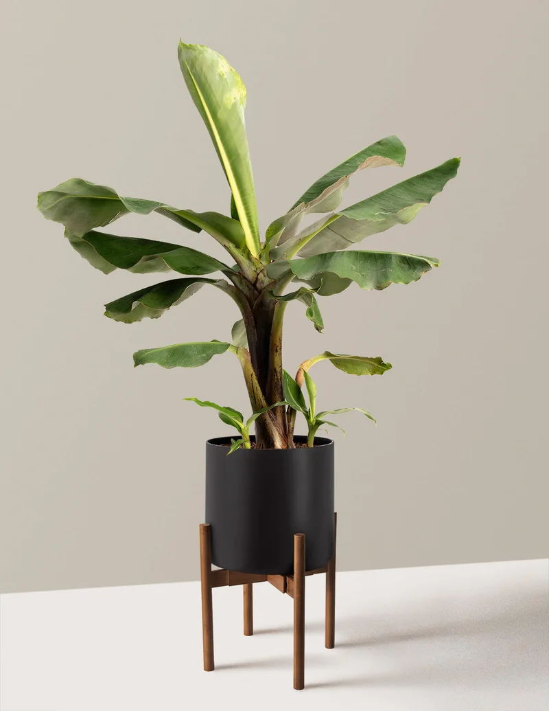 Image of Truly Tiny Dwarf Banana Tree