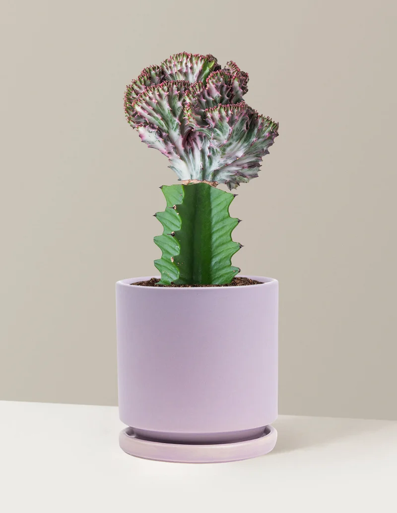 Image of Mermaid Tail Cactus