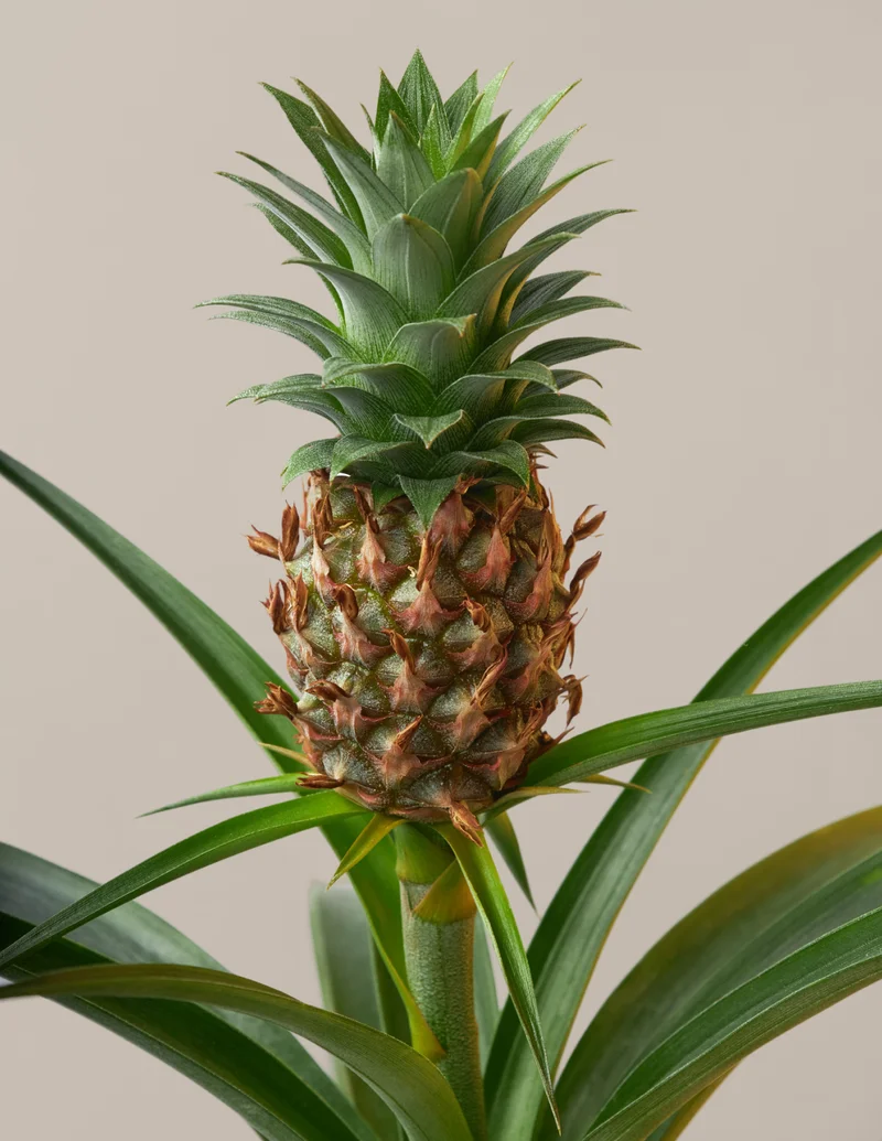 Image of Pineapple Plant