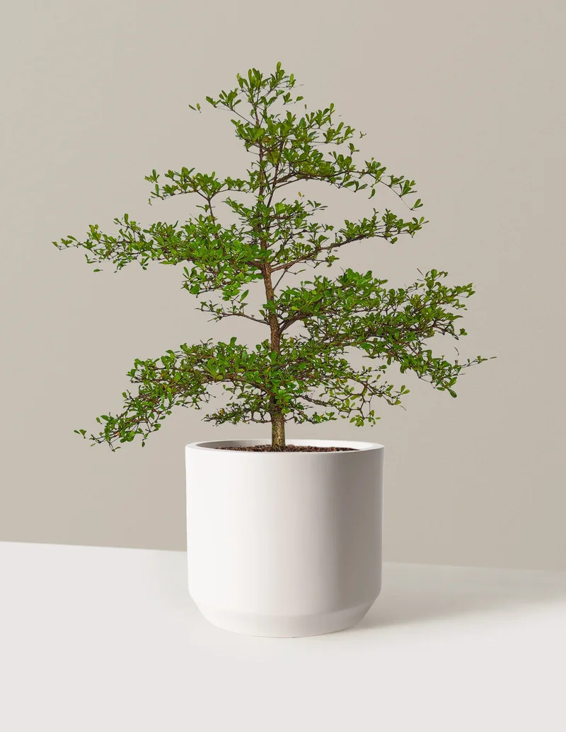 Image of Black Olive Tree