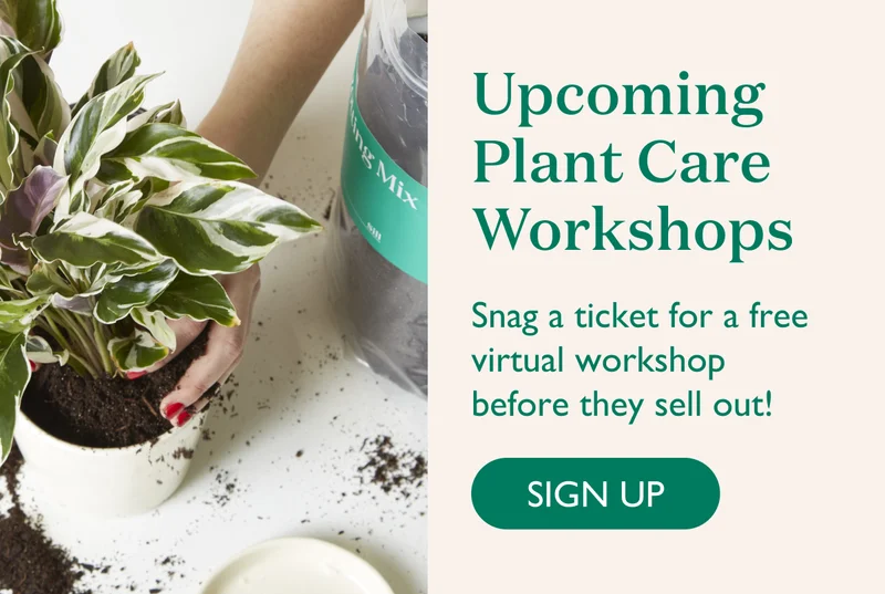 Upcoming Plant Care Workshops: Snag a ticket for a free virtual workshop before they sell out!