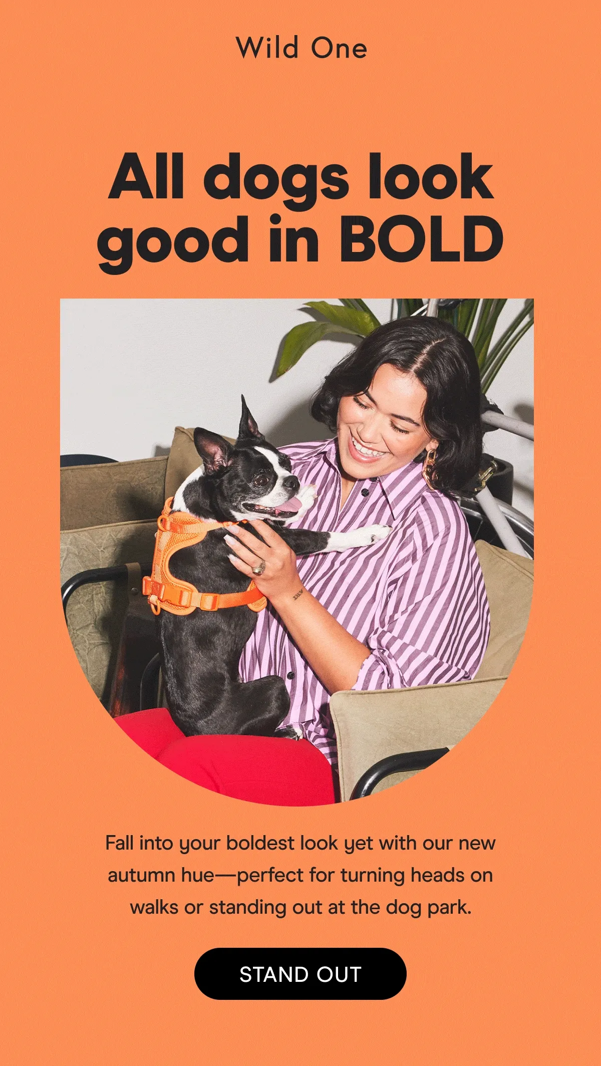 All dogs look good in BOLD