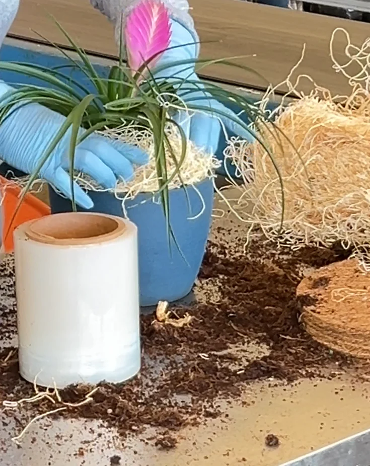 Bromeliad Summer Being Repotted