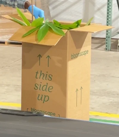 Money Tree Braid in box