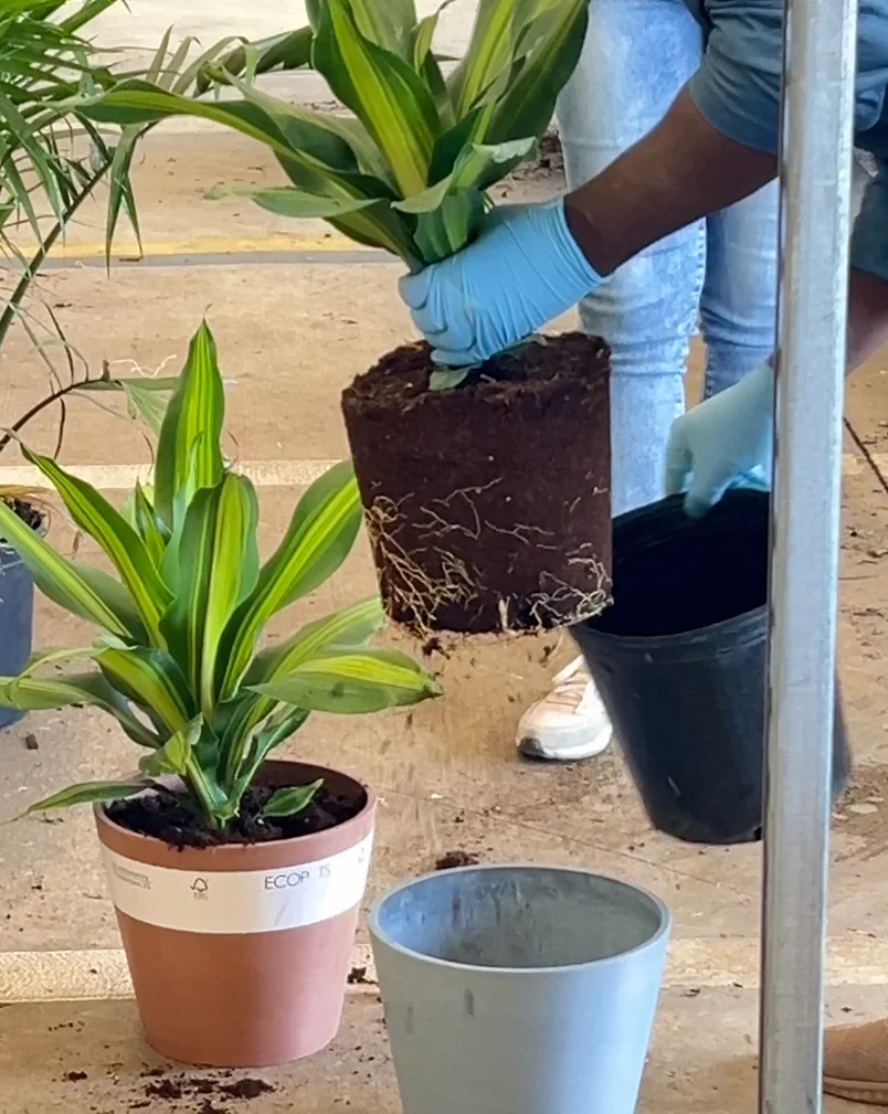 Dracaena Golden Heart being repotted
