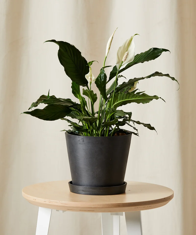 Image of Peace Lily