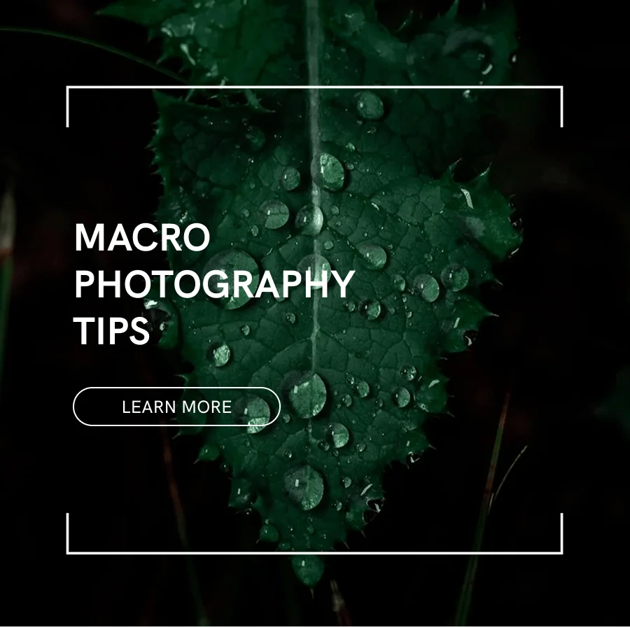 Macro Photography Tips