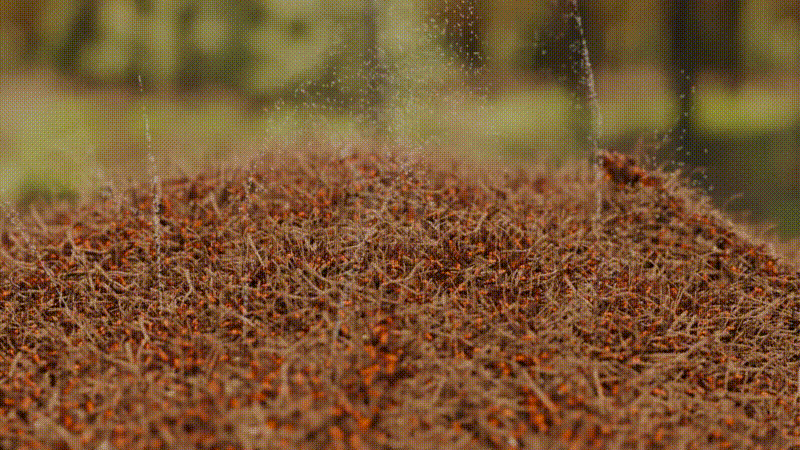 An interactive takes us inside a red wood ant colony to see these insects tackle improbable feats