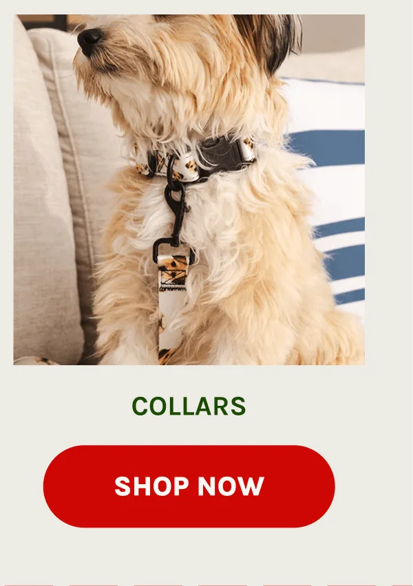 Shop Collars