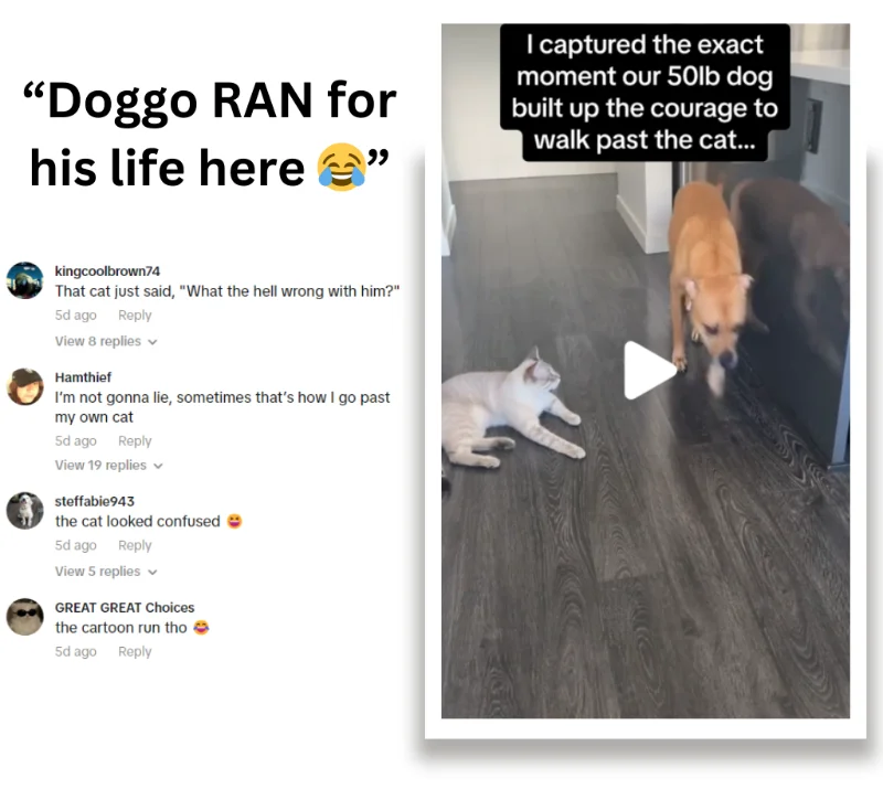 Viral TikTok Dog Video