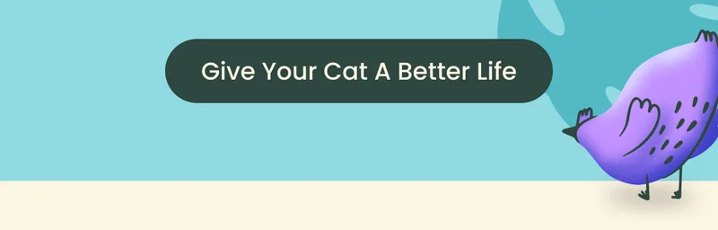Give your cat a better life