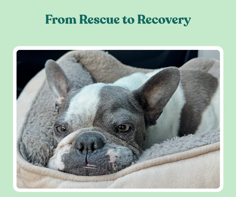 From Rescue to Recovery