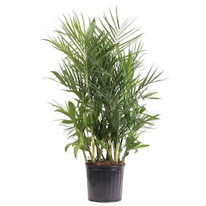 Up to 50% Off Select House Plants