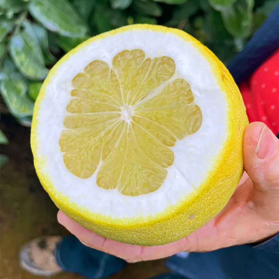 Tahitian Green Grapefruit
