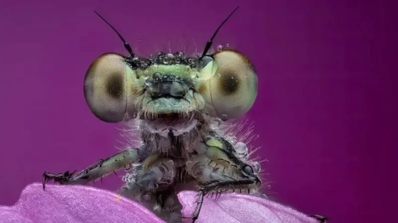 Fly