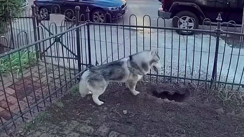 Husky