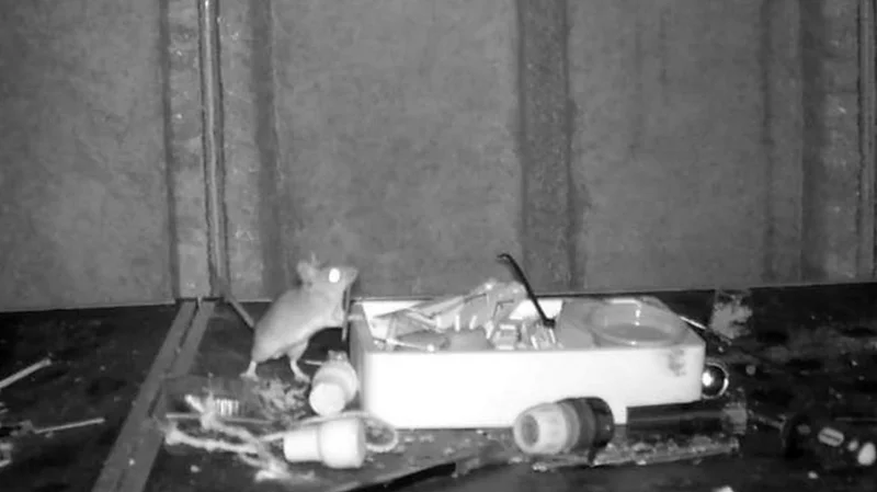 Helpful Mouse