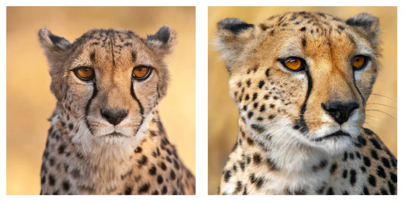 LEFT: A real photograph of a cheetah taken by photographer Frans Lanting in Namibia; RIGHT: AI-generated image was produced with the DALL·E 2 using the prompt “a National Geographic style profile photograph of a cheetah in Africa.”