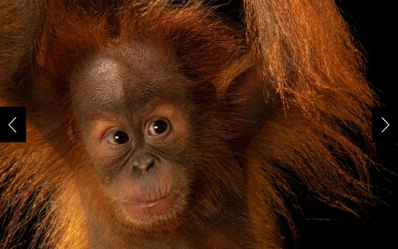 Close up of baby Sumatran orangutan looking curiously to the right.