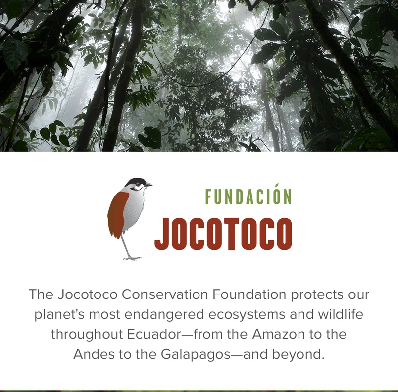 The Jocotoco Conservation Foundation protects our planet's most endangered ecosystems and wildlife throughout Ecuador—from the Amazon to the  Andes to the Galapagos—and beyond.