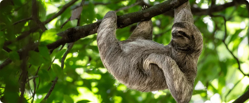 Sloth hanging from a tree