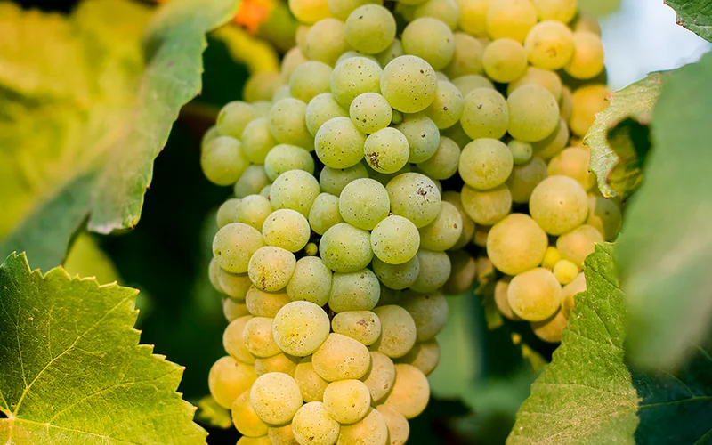 Chardonnay grapes ripen on the vine