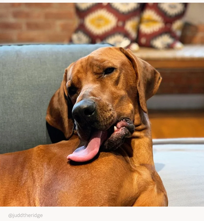 A photo of a dog with his/her tongue out