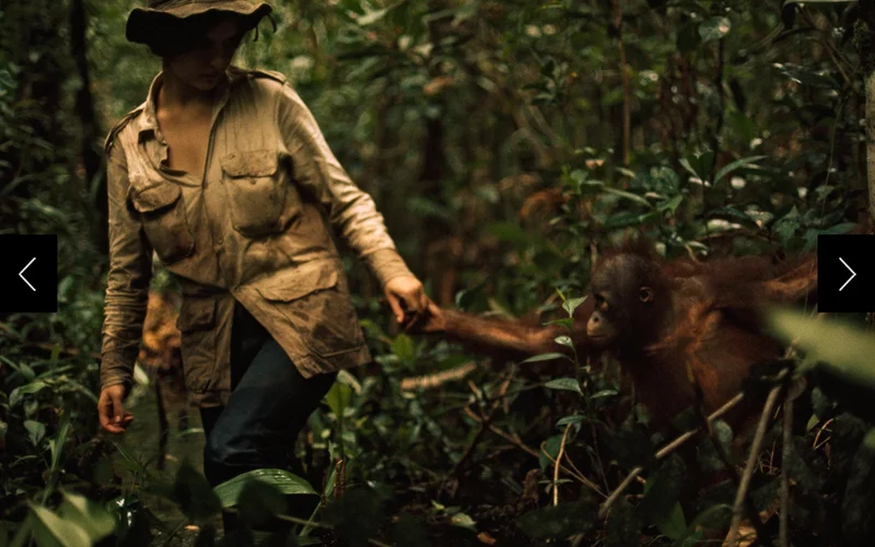 Primatologist Biruté Galdikas holds hand with an orphaned orangutan helper as they look for wild orangutans in Borneo in 1975.