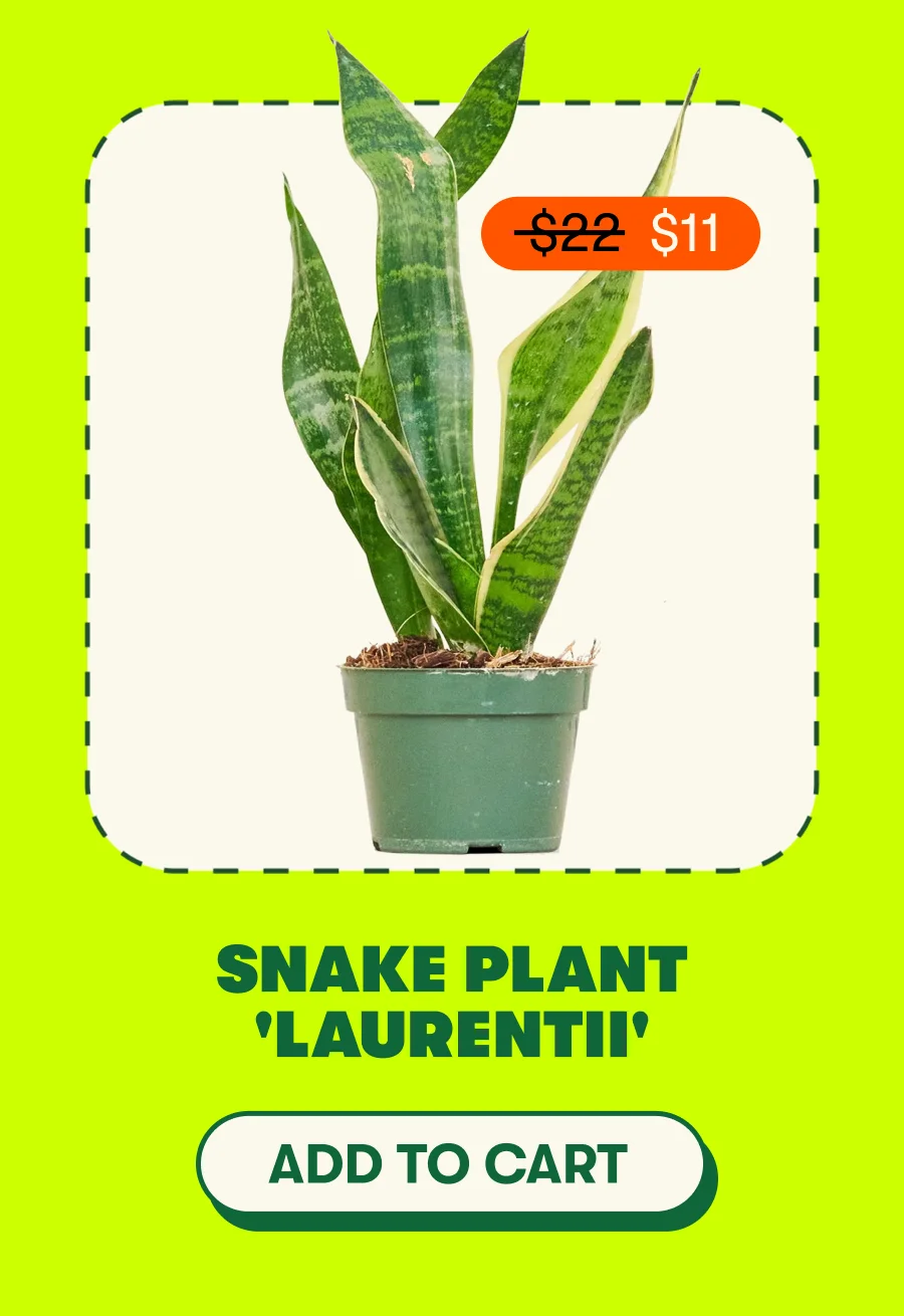 Snake Plant 'Laurentii' [ADDTOCART]