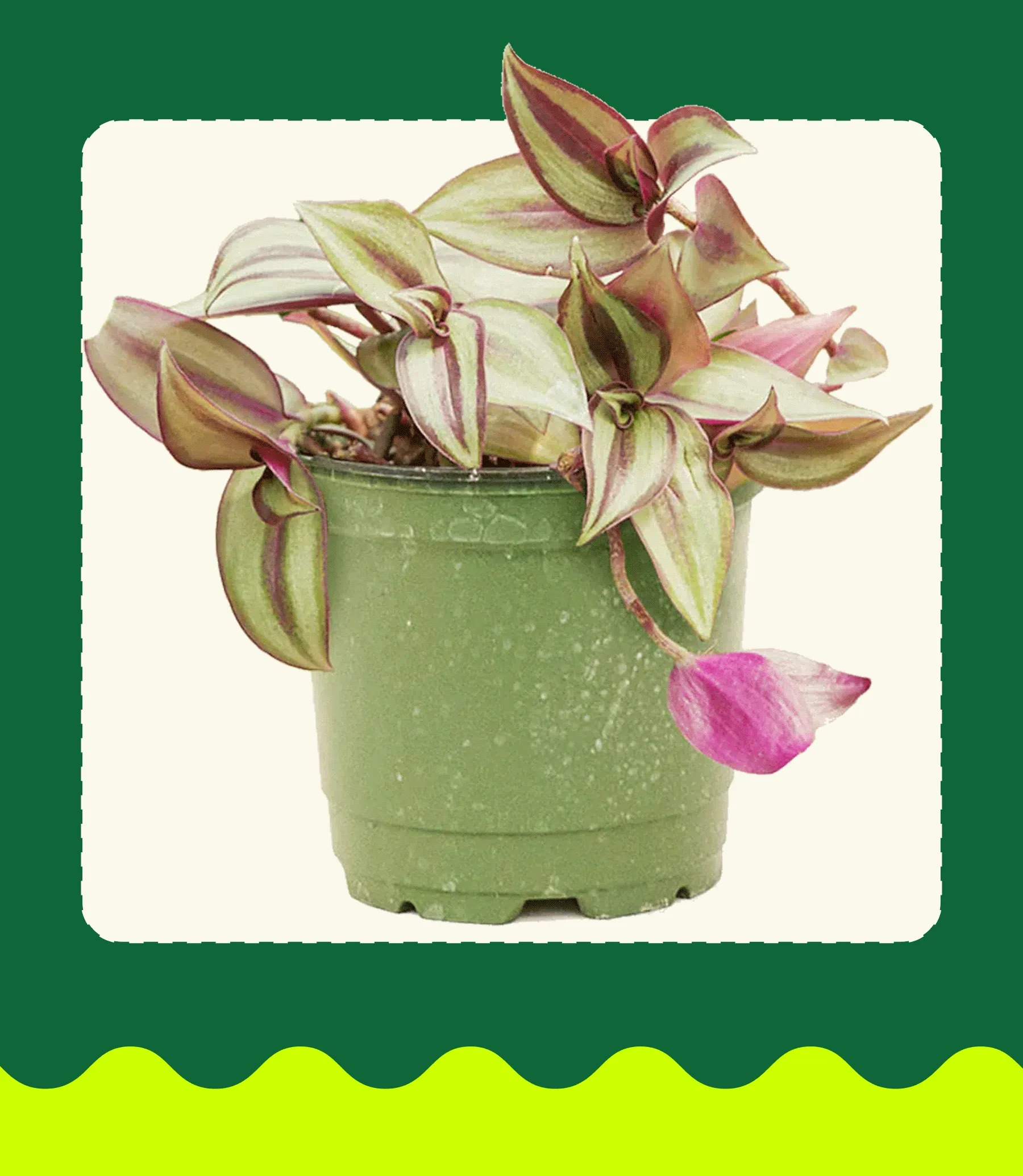 SAVE UP TO 50% OFF + 10% OFF ORDERS $100+  TREAT YOURSELF  These deals won’t last. In fact, they expire after Labor Day, so you may want to jump on this fast. Save 10% on orders $100, or head to our sale section for up to 50% off premium plants. [ SHOP LABOR DAY SALE]