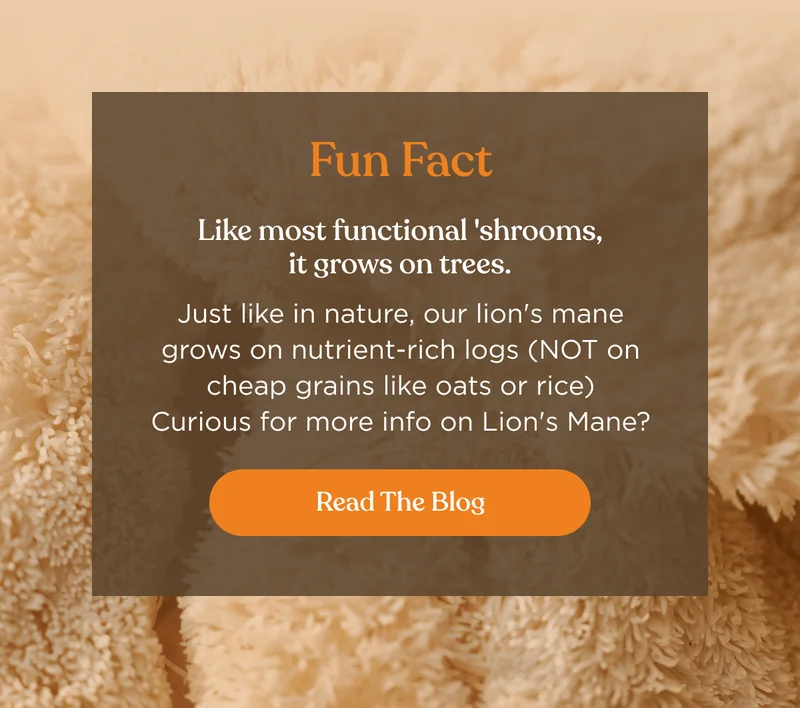 Fun Fact - Like most functional 'shrooms, it grows on trees. Just like in nature, our lion' mane grows on nutrient-rich logs (NOT on cheap grains like oats or rice) Curious for more info on Lion's Mane? | Read the Blog