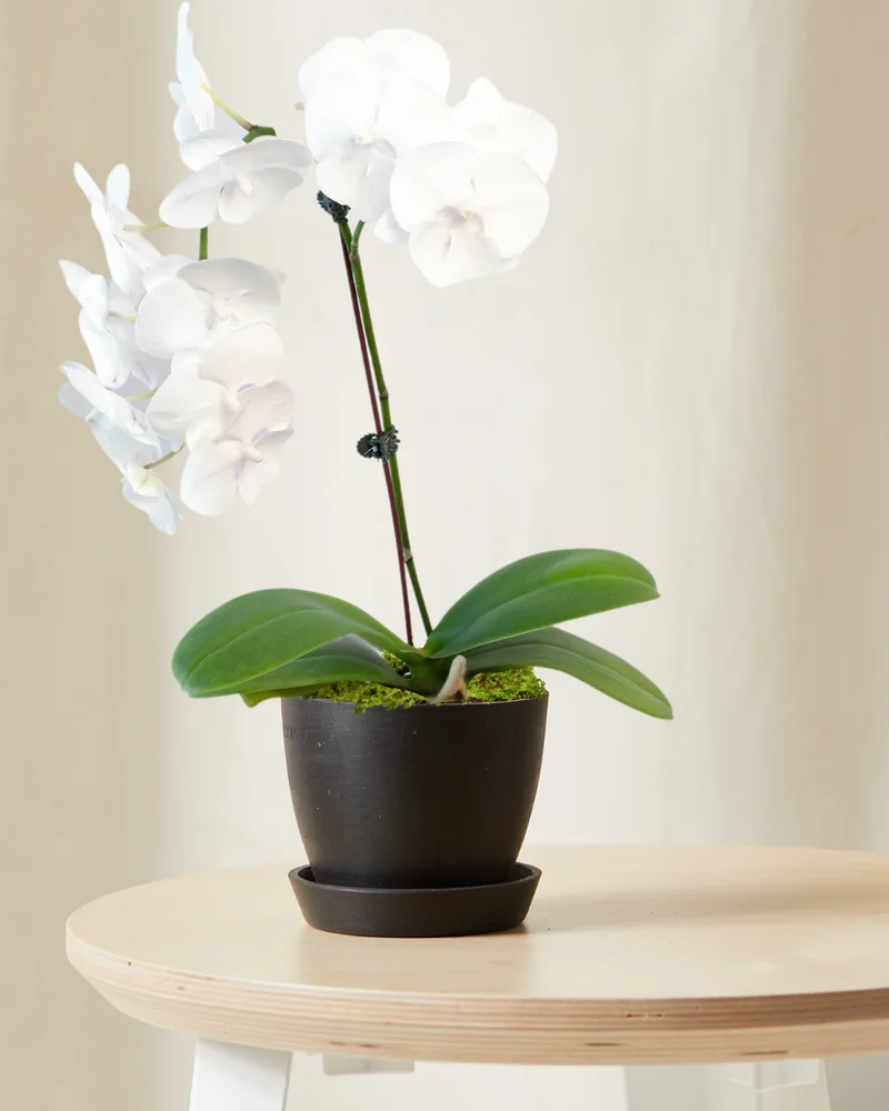 Image of White Orchid