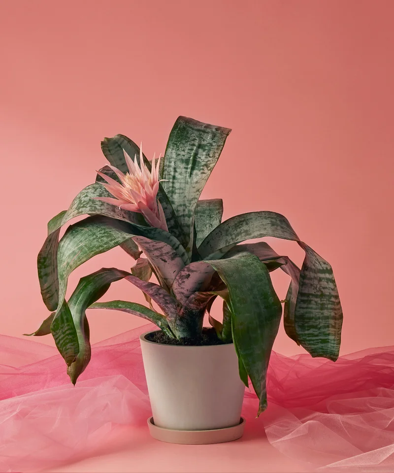 Image of Bromeliad Silver Vase