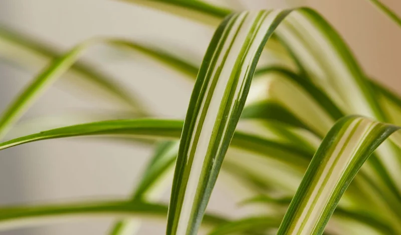 spider plant detail