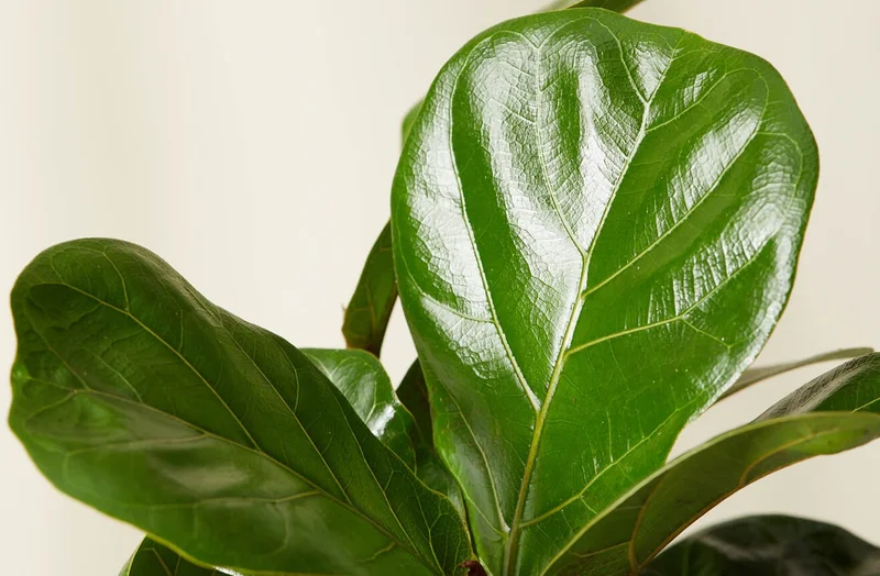 little fiddle leaf fig