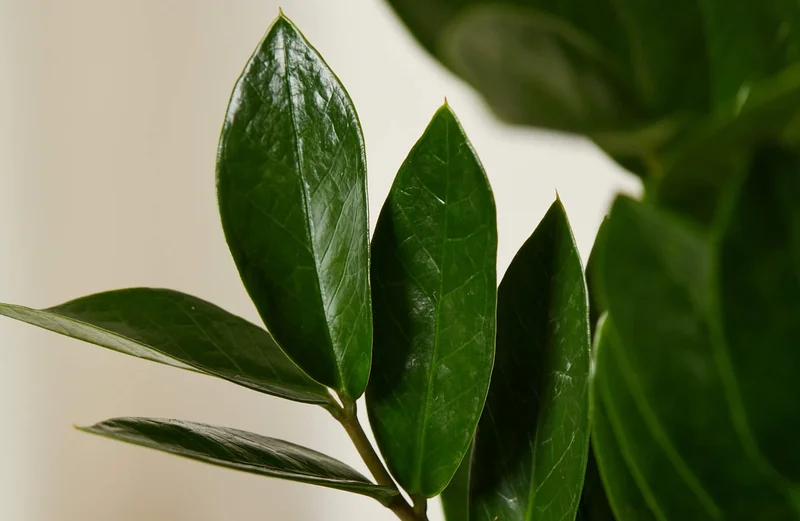 ZZ plant detail