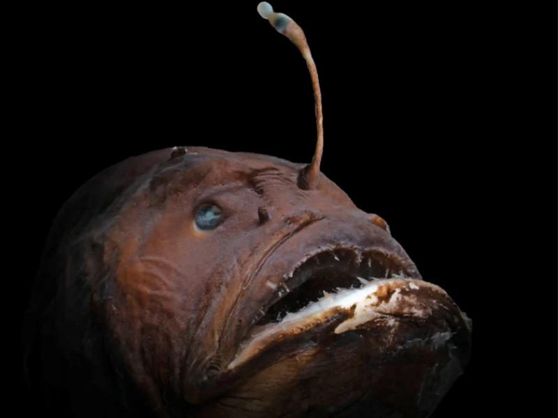 Many anglerfish, like the Diceratias pileatus, have bioluminescent lures that have evolved over time.