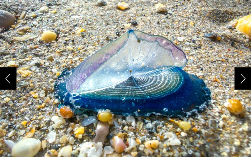 The velella velella's sail allows them to hitch a ride in the breeze as they float along the ocean's surface.